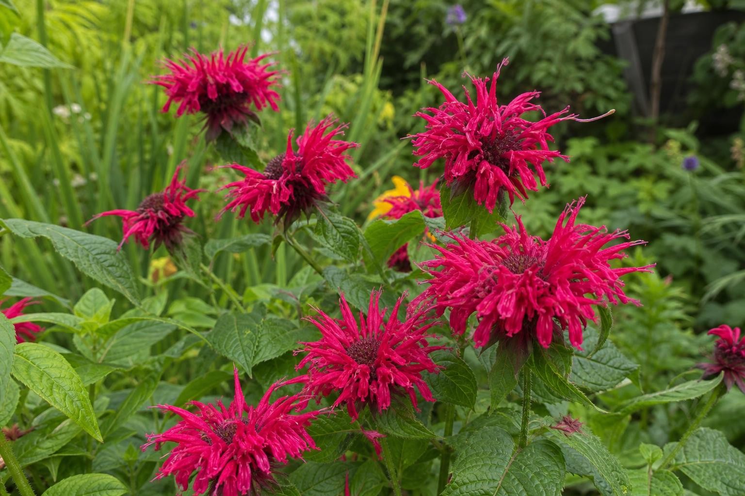 Monarda - ‘Fireball’ (Bee Balm) – perennial garden photograph 4
