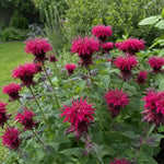 Monarda - ‘Raspberry Wine’ (Bee Balm) – perennial garden photograph 2