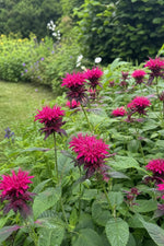 Monarda - ‘Raspberry Wine’ (Bee Balm) – perennial garden photograph 3