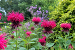 Monarda - ‘Raspberry Wine’ (Bee Balm) – perennial garden photograph 4
