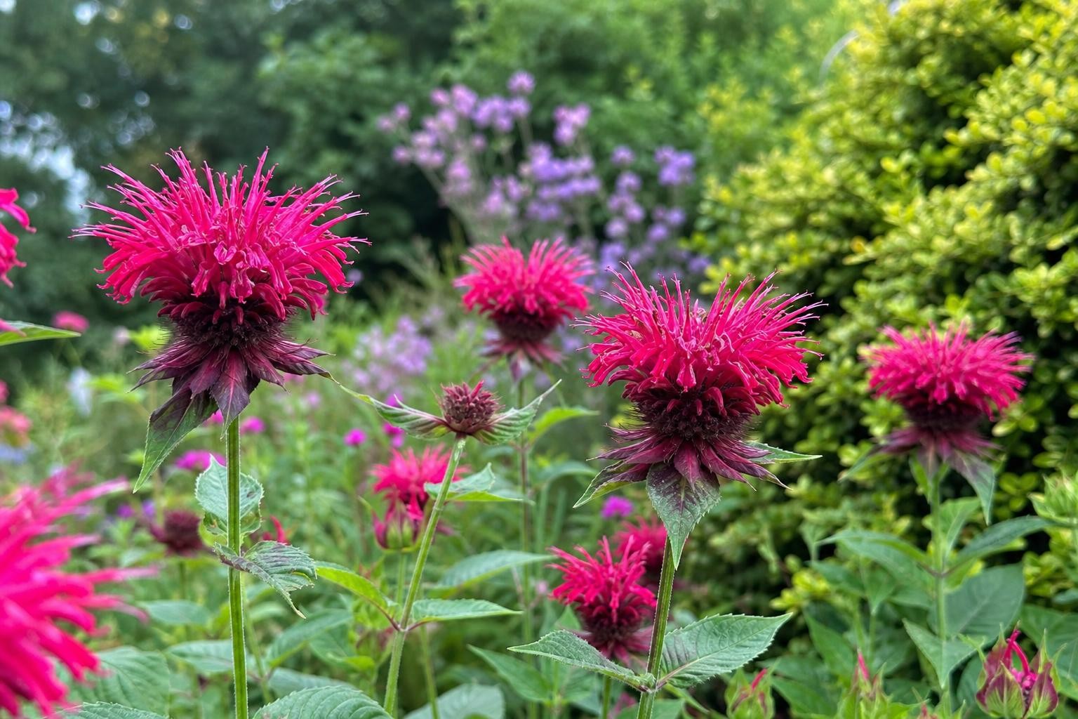 Monarda - ‘Raspberry Wine’ (Bee Balm) – perennial garden photograph 4