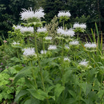 Monarda - ‘Schneewittchen’ (Bee Balm) – perennial garden photograph 2