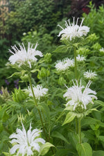 Monarda - ‘Schneewittchen’ (Bee Balm) – perennial garden photograph 3