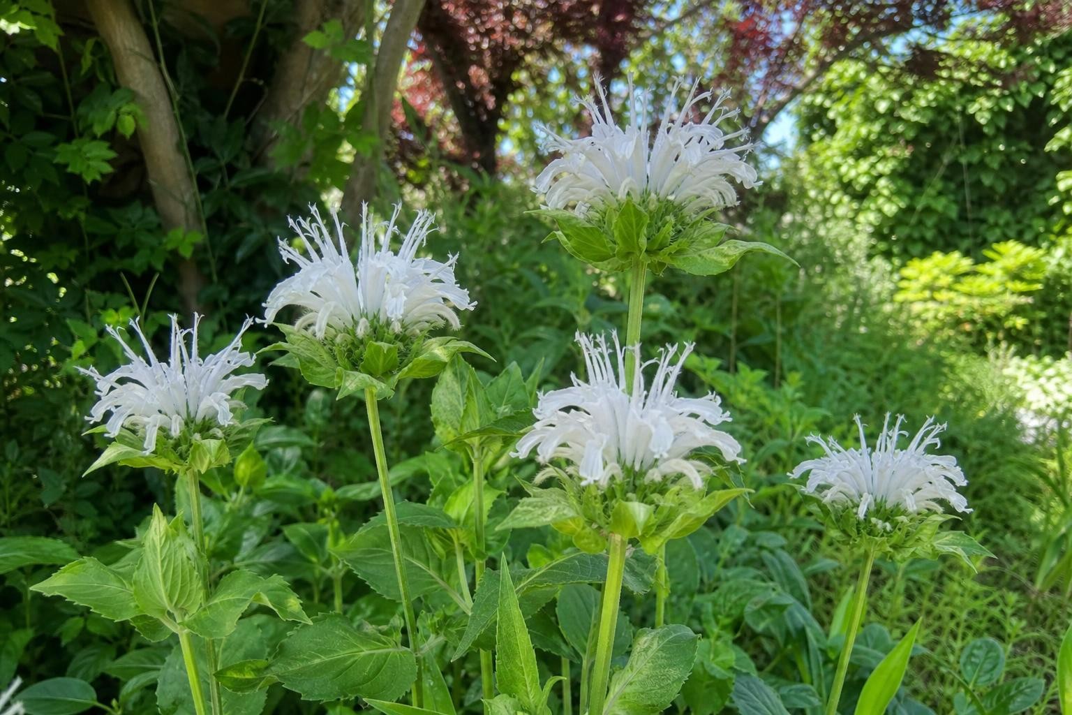 Monarda - ‘Schneewittchen’ (Bee Balm) – perennial garden photograph 4