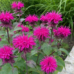 Monarda - ‘Scorpion’ (Bee Balm) – perennial garden photograph 2