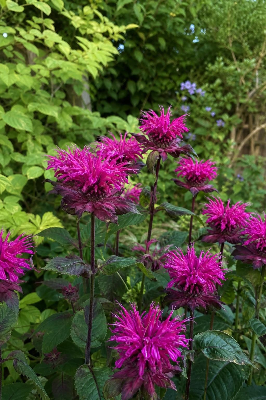 Monarda - ‘Scorpion’ (Bee Balm) – perennial garden photograph 3