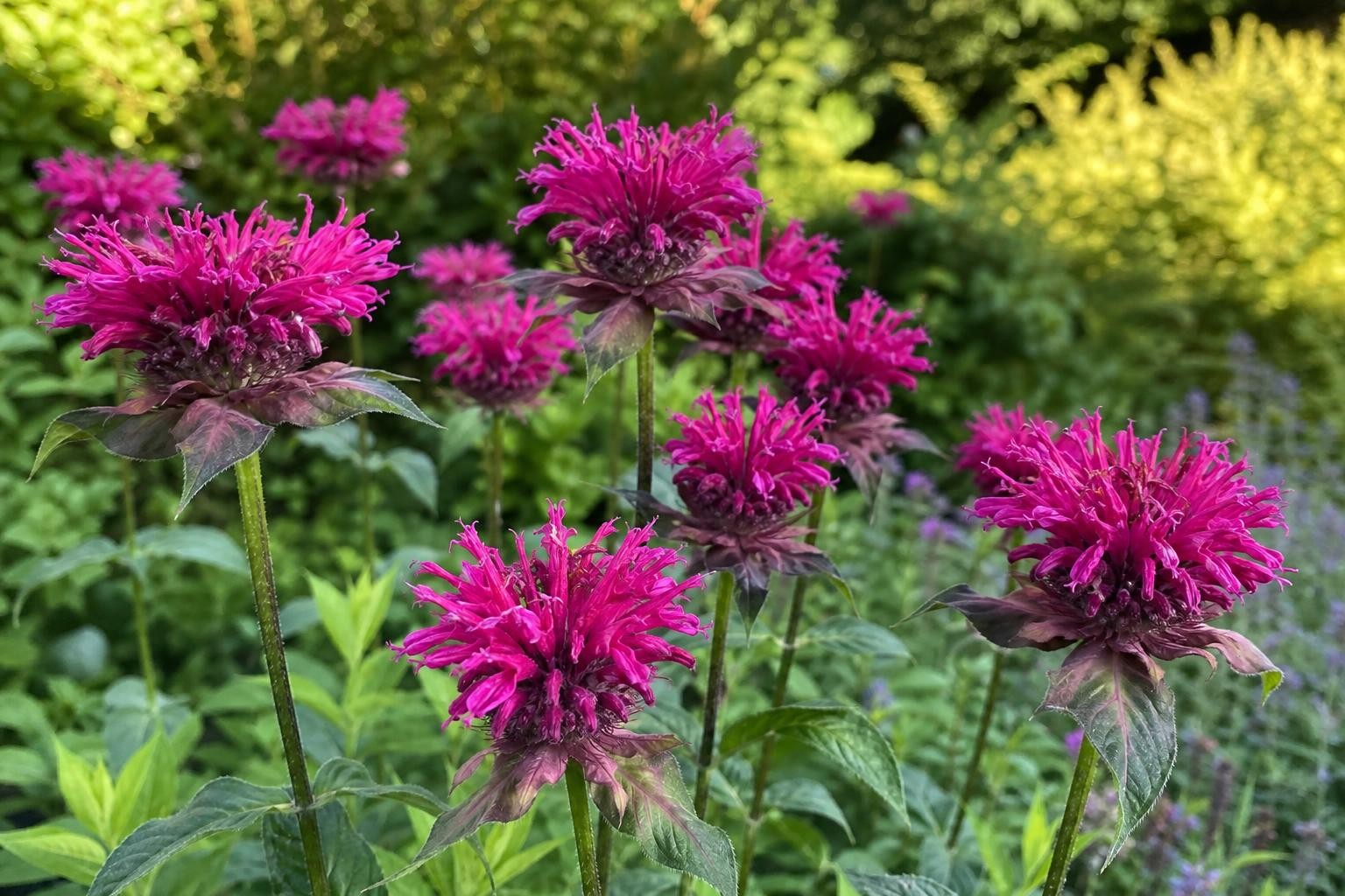 Monarda - ‘Scorpion’ (Bee Balm) – perennial garden photograph 4