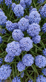 Muscari 'Blue Spike' (grape hyacinth 'Blue Spike) - Harding & Bloom