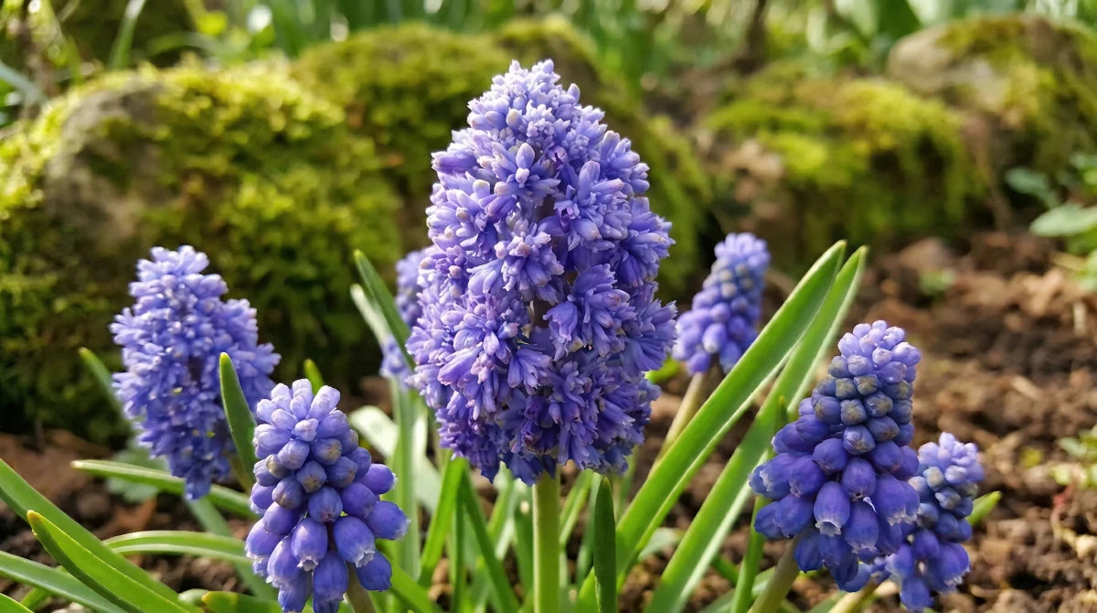 Muscari 'Blue Spike' (grape hyacinth 'Blue Spike) - Harding & Bloom
