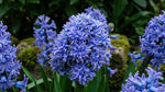 Muscari 'Blue Spike' (grape hyacinth 'Blue Spike) - Harding & Bloom
