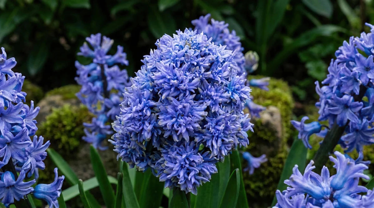 Muscari 'Blue Spike' (grape hyacinth 'Blue Spike) - Harding & Bloom