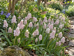 Grape Hyacinth 'Pink Sunrise' (Muscari) - Harding & Bloom