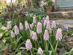 Grape Hyacinth 'Pink Sunrise' (Muscari) - Harding & Bloom