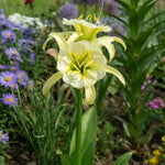 Hymenocallis 'Sulphur Queen' (Spider Lily) - Harding & Bloom