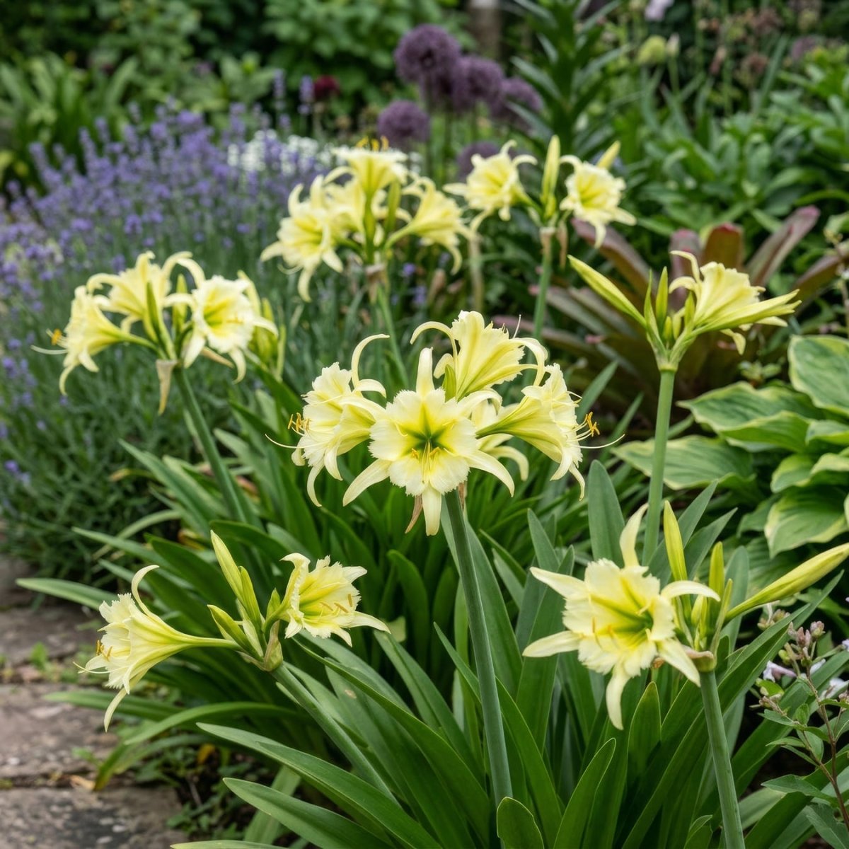 Hymenocallis 'Sulphur Queen' (Spider Lily) - Harding & Bloom