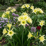 Hymenocallis 'Sulphur Queen' (Spider Lily) - Harding & Bloom
