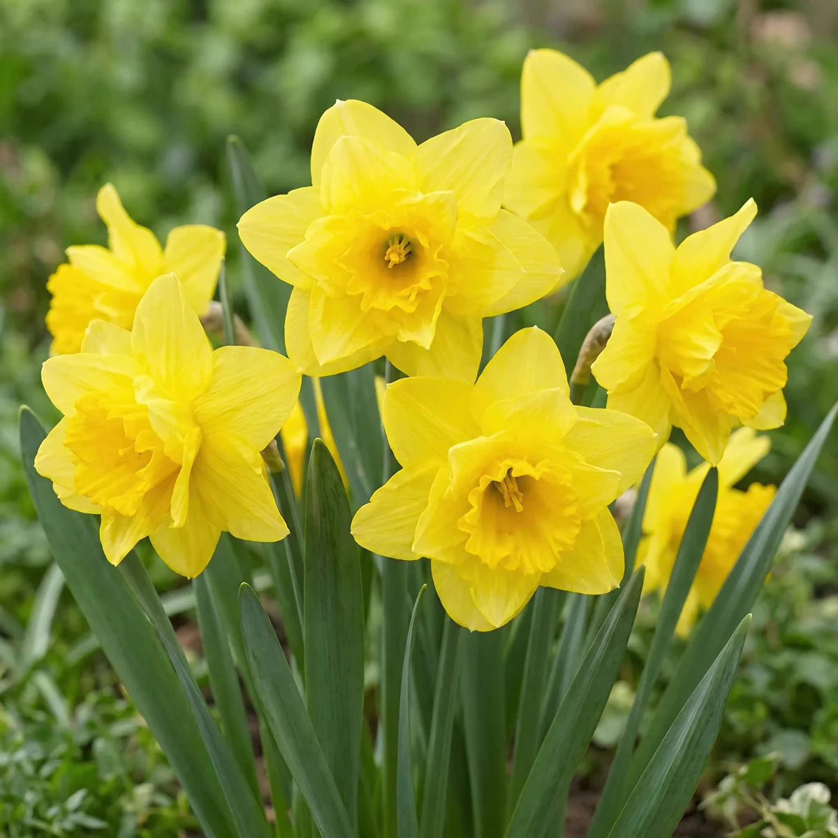 Narcissus 'Campernellen Double' - Harding & Bloom