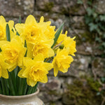 Narcissus 'Campernellen Double' - Harding & Bloom