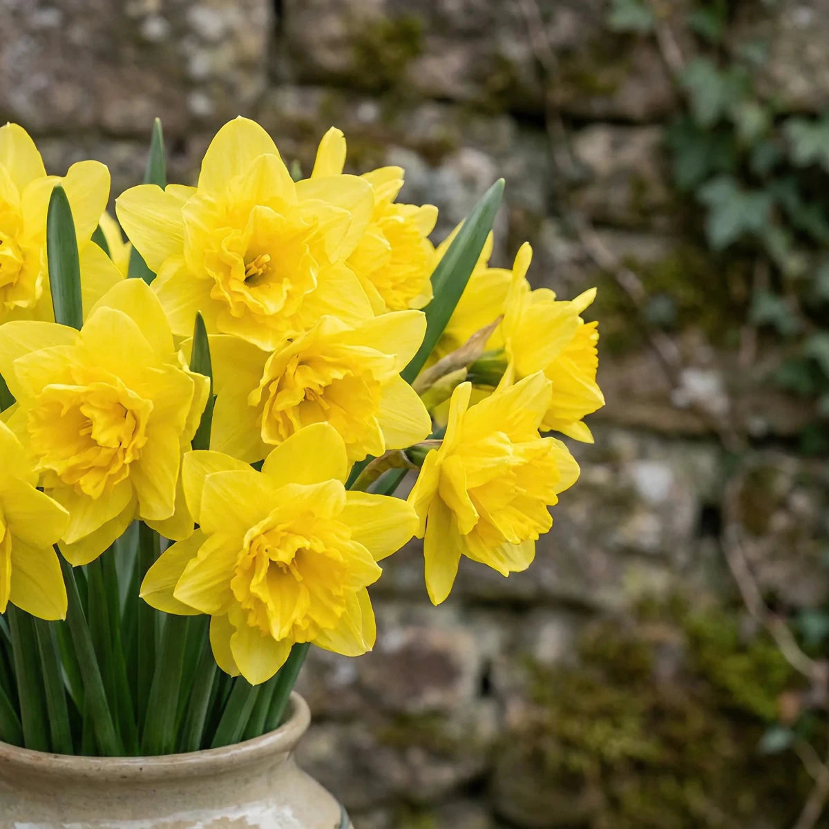Narcissus 'Campernellen Double' - Harding & Bloom
