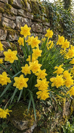 Narcissus 'Campernellen Double' - Harding & Bloom