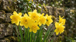 Narcissus 'Campernellen Double' - Harding & Bloom