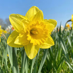 Narcissus 'Quail' (daffodil) - Harding & Bloom