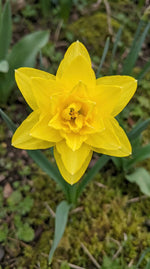 Narcissus 'Quail' (daffodil) - Harding & Bloom