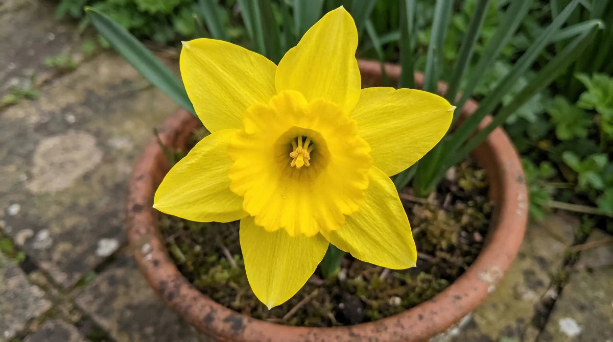 Narcissus 'Quail' (daffodil) - Harding & Bloom