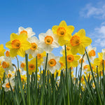 Narcissus 'Specie Mixed' - Harding & Bloom
