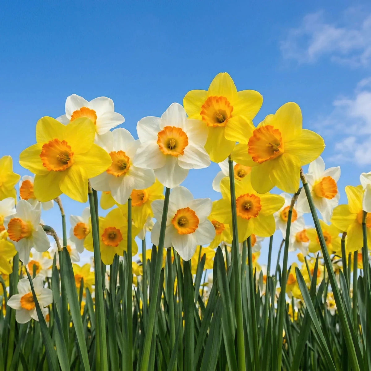 Narcissus 'Specie Mixed' - Harding & Bloom
