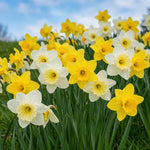 Narcissus 'Specie Mixed' - Harding & Bloom