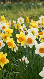 Narcissus 'Specie Mixed' - Harding & Bloom