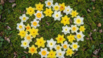 Narcissus 'Specie Mixed' - Harding & Bloom