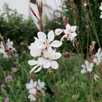Oenothera lindheimeri (Lindheimer's Beeblossom) – perennial garden photograph 1