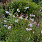 Oenothera lindheimeri (Lindheimer's Beeblossom) – perennial garden photograph 2