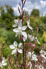 Oenothera lindheimeri (Lindheimer's Beeblossom) – perennial garden photograph 3