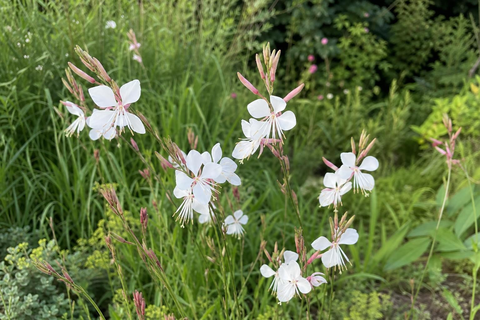 Oenothera lindheimeri (Lindheimer's Beeblossom) – perennial garden photograph 4