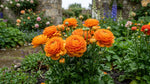 Ranunculus 'Orange' (Persian buttercup) - Harding & Bloom