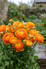 Ranunculus 'Orange' (Persian buttercup) - Harding & Bloom