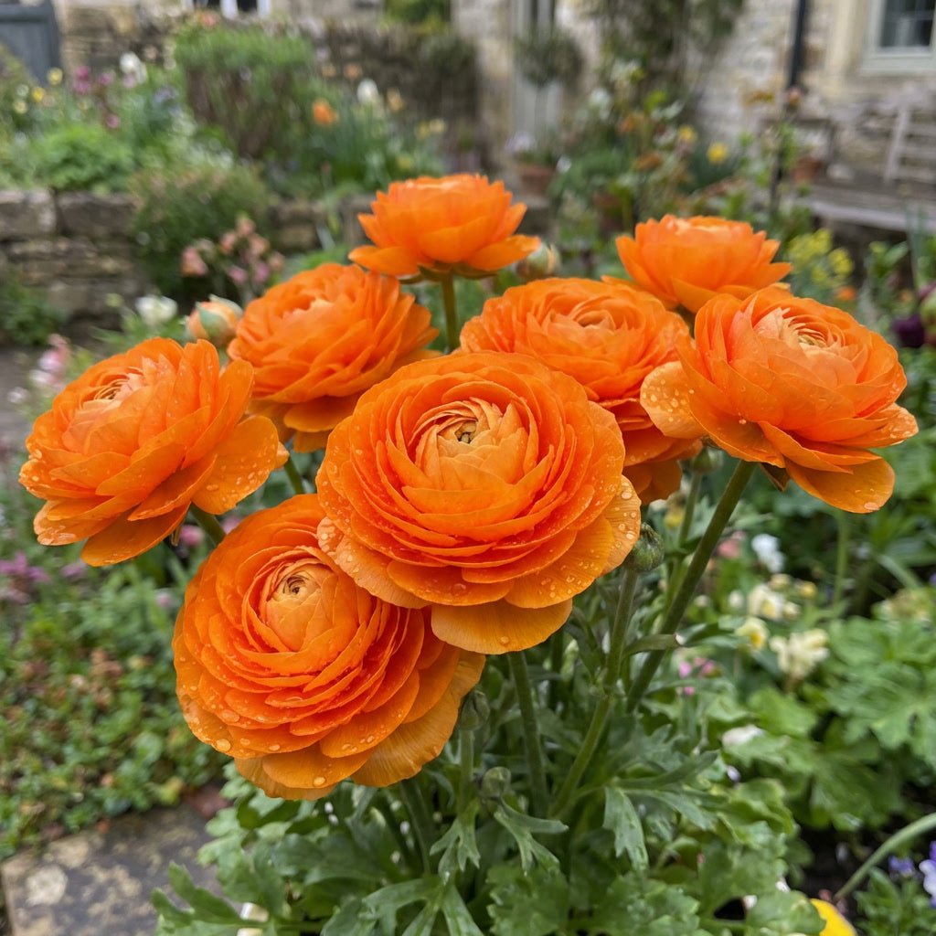 Ranunculus 'Orange' (Persian buttercup) - Harding & Bloom