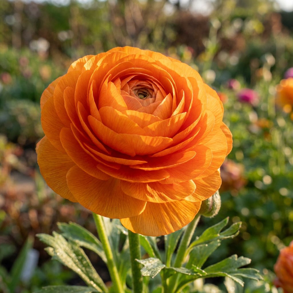 Ranunculus 'Orange' (Persian buttercup) - Harding & Bloom