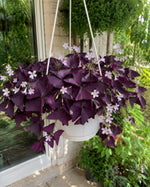 Oxalis 'triangularis' (Purple Leaf false shamrock) - Harding & Bloom