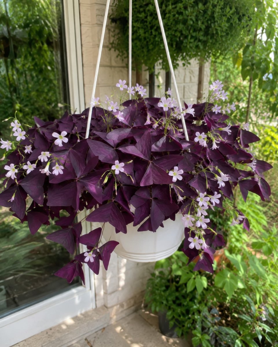 Oxalis 'triangularis' (Purple Leaf false shamrock) - Harding & Bloom