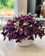 Oxalis 'triangularis' (Purple Leaf false shamrock) - Harding & Bloom