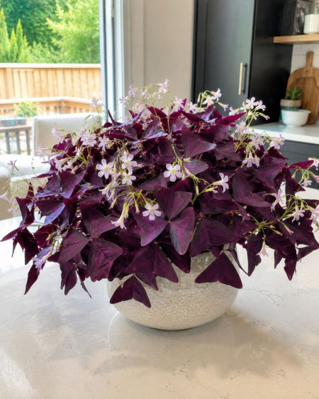 Oxalis 'triangularis' (Purple Leaf false shamrock) - Harding & Bloom