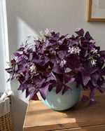 Oxalis 'triangularis' (Purple Leaf false shamrock) - Harding & Bloom
