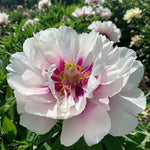Paeonia 'Cora Louise' (Peony) - Harding & Bloom