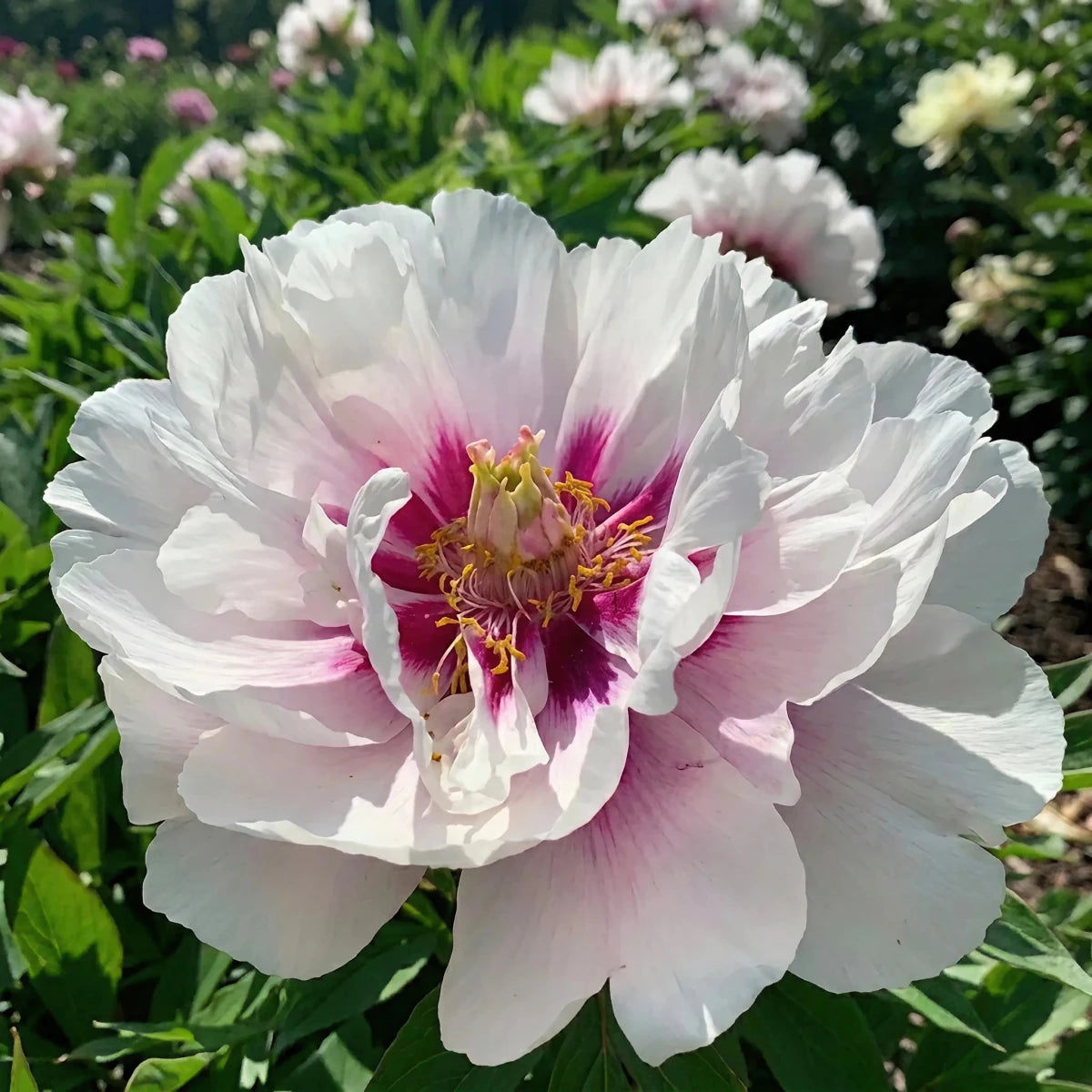 Paeonia 'Cora Louise' (Peony) - Harding & Bloom