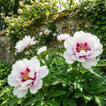 Paeonia 'Cora Louise' (Peony) - Harding & Bloom