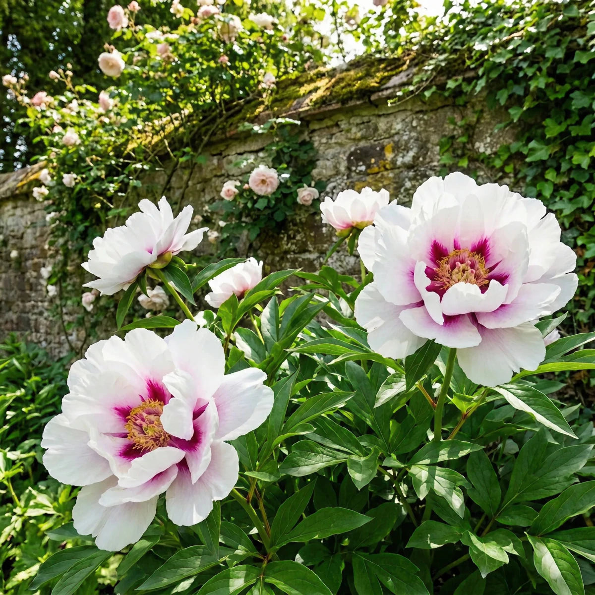Paeonia 'Cora Louise' (Peony) - Harding & Bloom